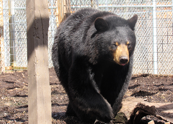 North American Black Bear
