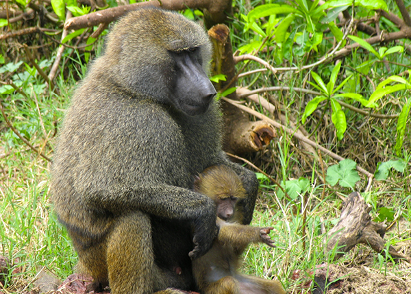 Olive Baboon
