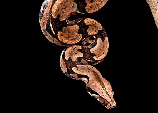 Red Tail Boa