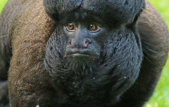 Bearded Saki Monkey