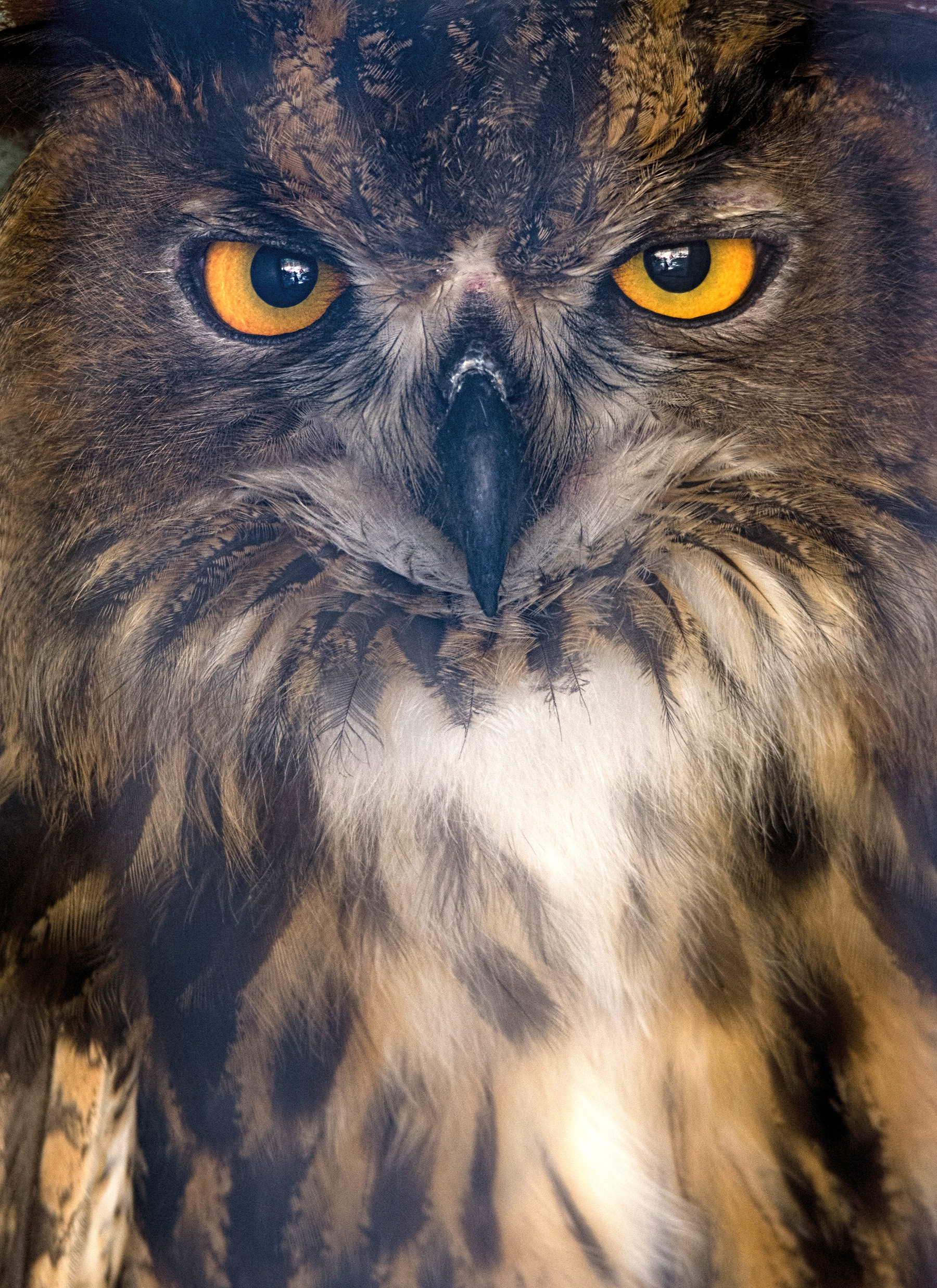 Eurasian Eagle Owl