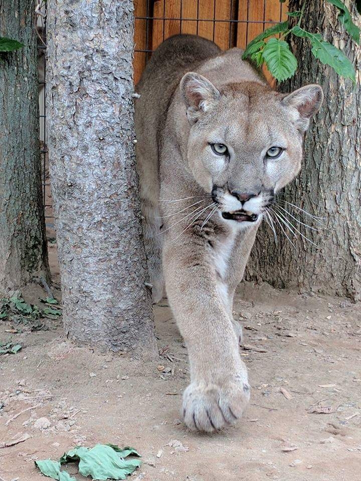 Mountain Lion