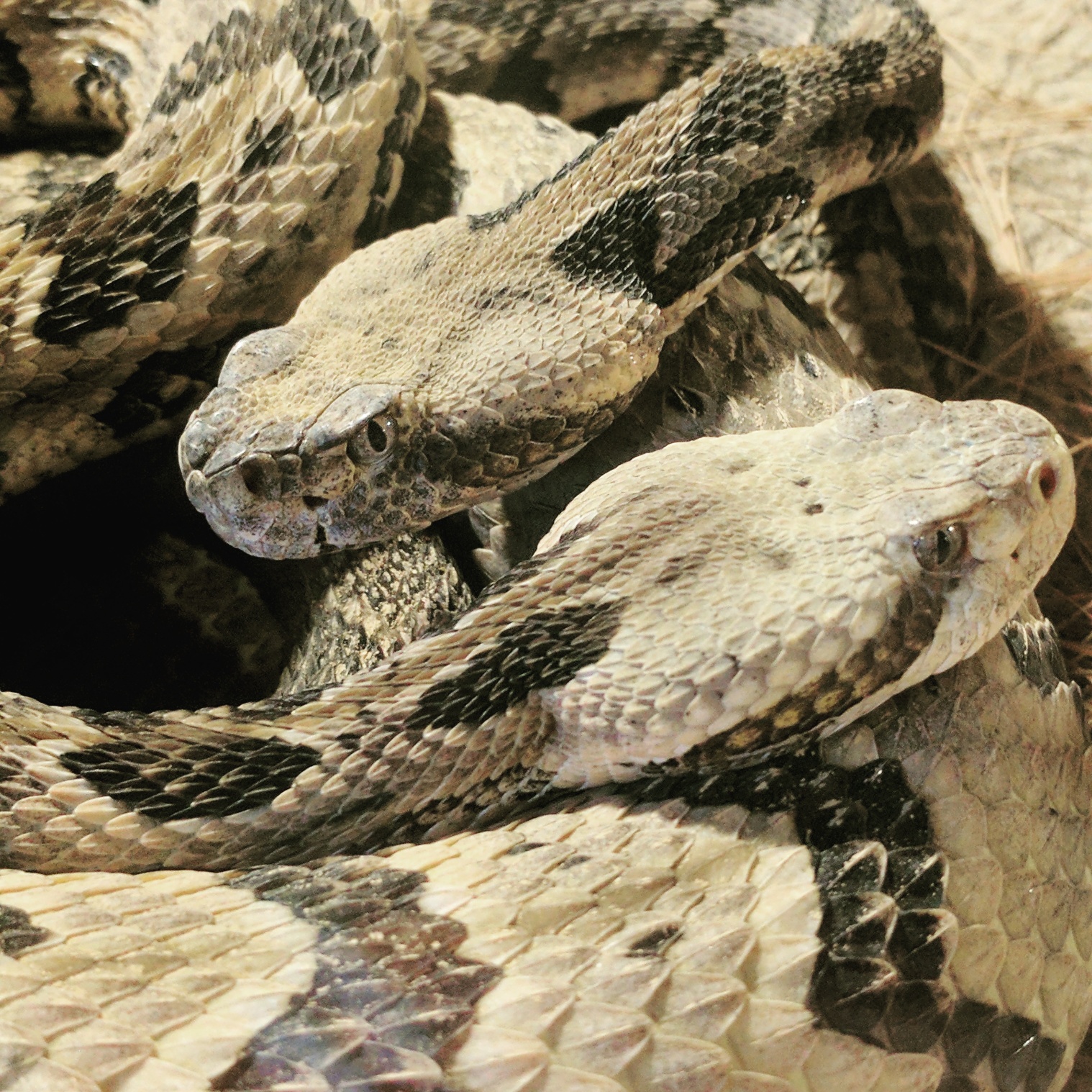 Timber Rattlesnake