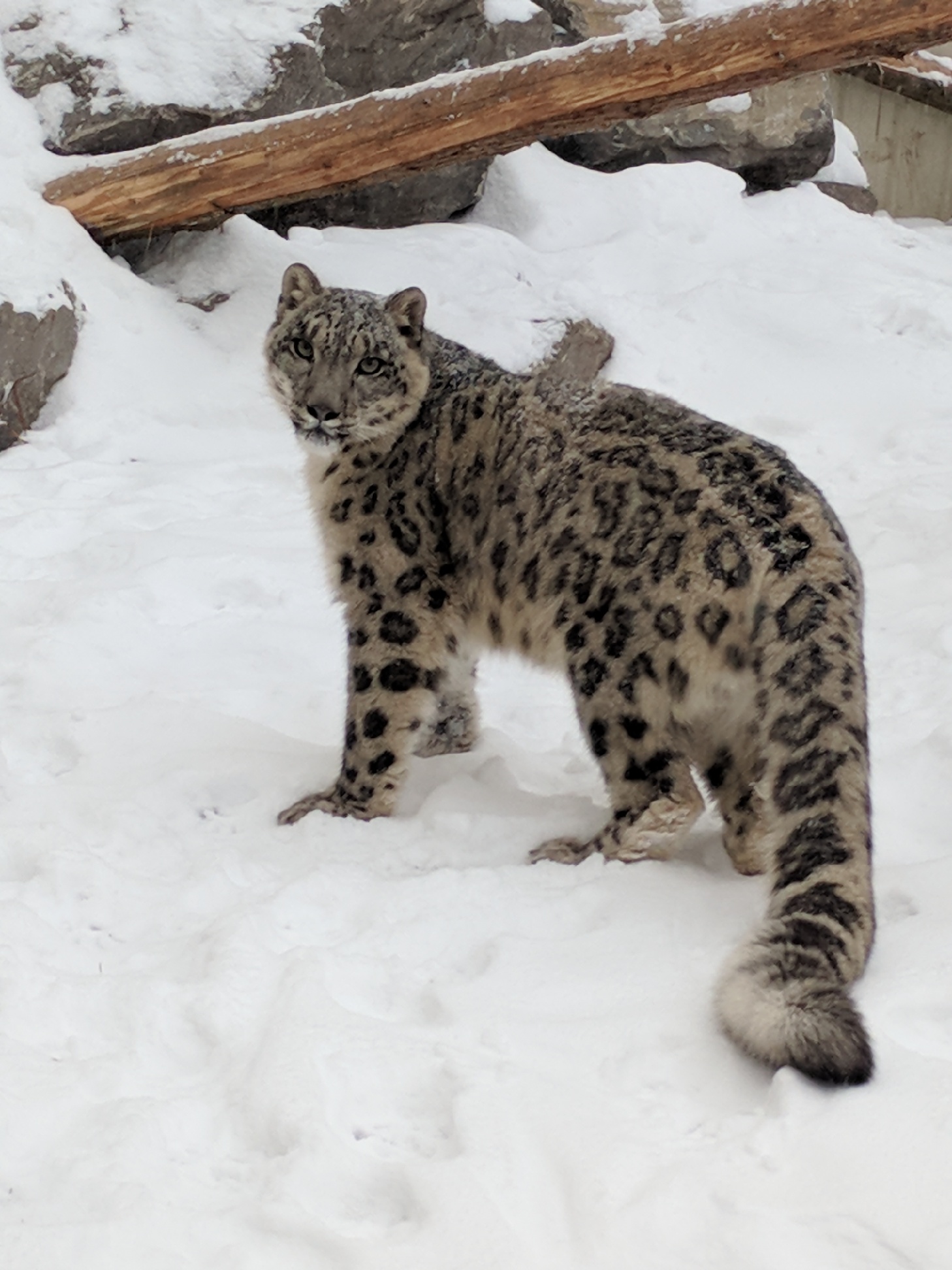 Snow Leopard