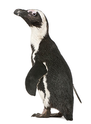 African Penguin