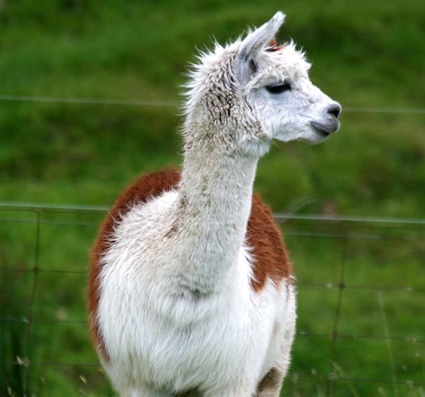 Alpaca