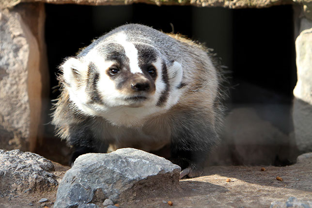North American Badger