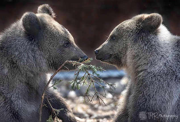 Grizzly Bear