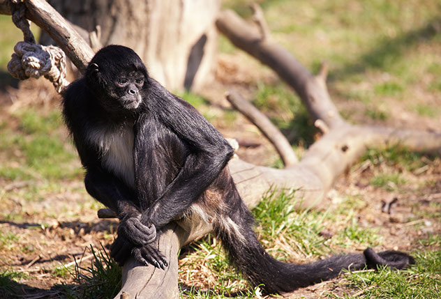 Black Handed Spider Monkey