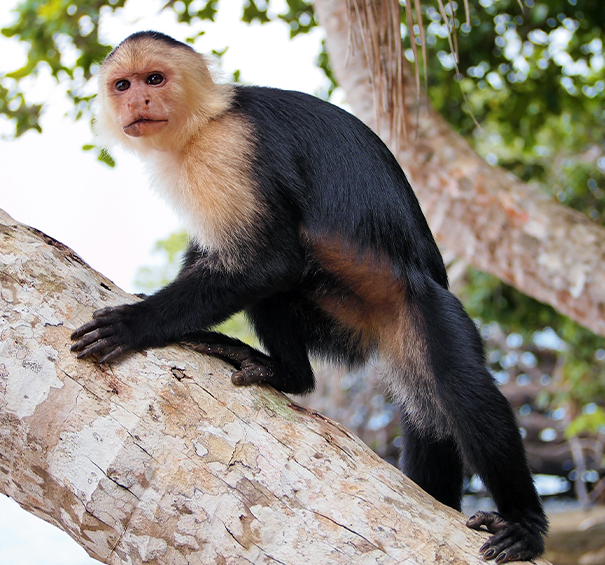Capuchins