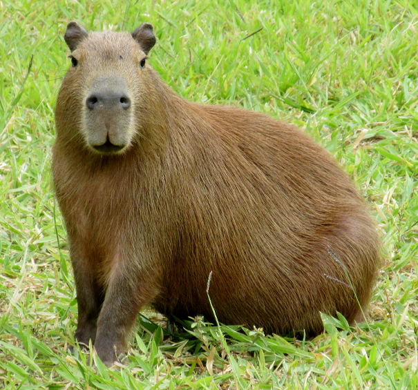 Capybaras