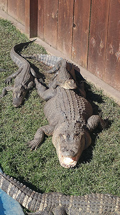 North American Alligator