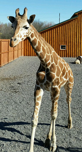 Reticulated Giraffe