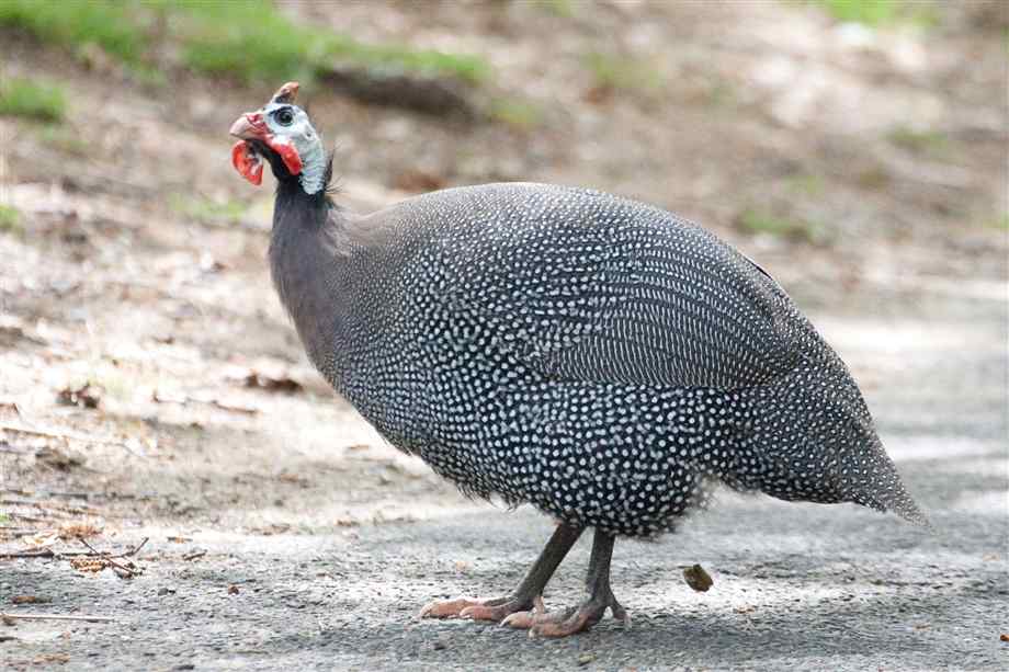 Guinea Hen