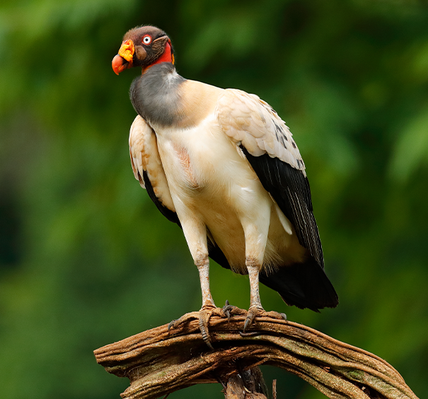 King Vulture