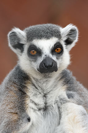 Ring-Tailed Lemur