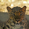 African Leopard
