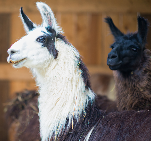 Llama