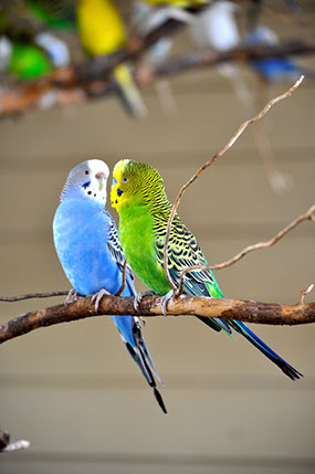 Parakeets