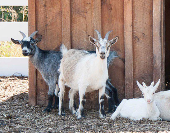 Pygmy Goats