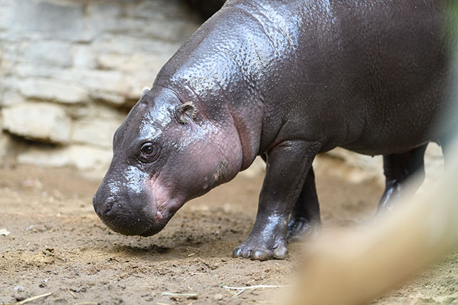 Pygmy Hippo