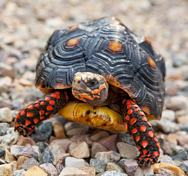 Red-Footed Tortoise