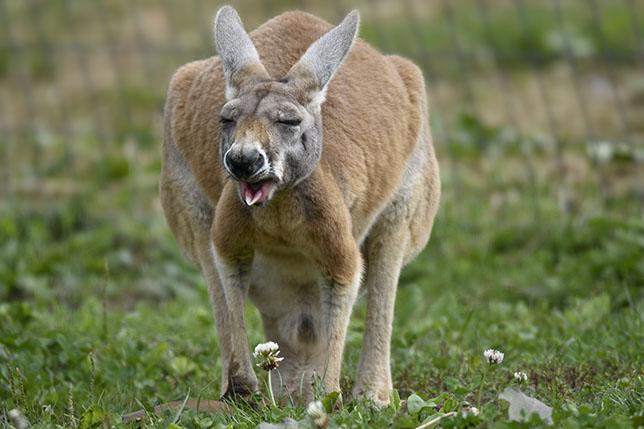 Red Kangaroo