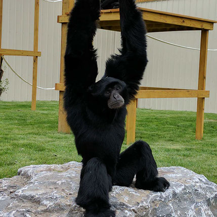 Siamang Ape