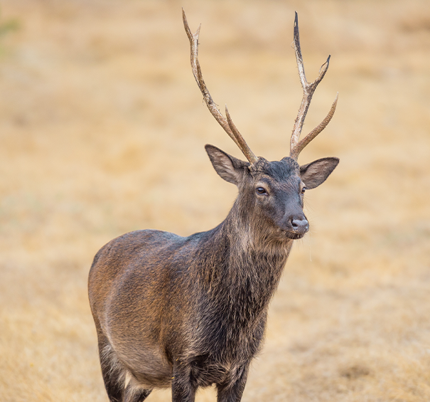 Sika Deer