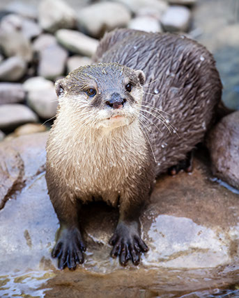 Asian Small Clawed Otter