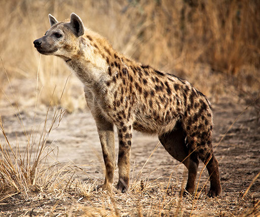 Spotted Hyena