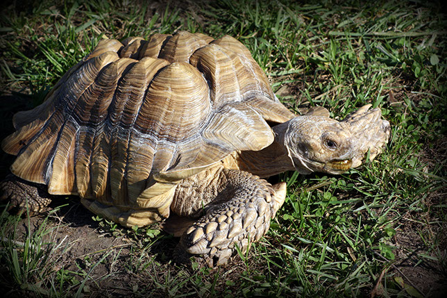 Sulcata Tortoise