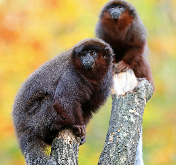 Titi Monkeys