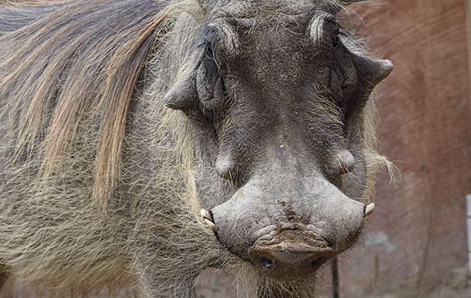 Warthog