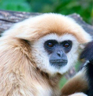Gibbon