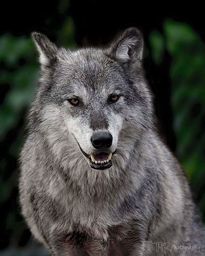 Gray Wolf